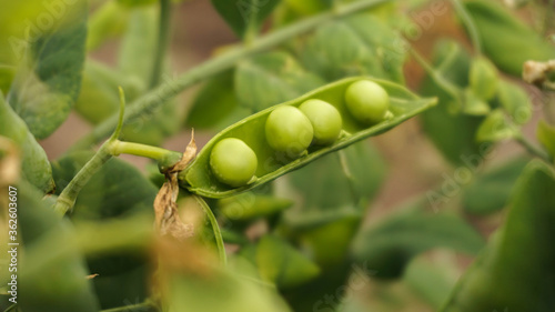 Canvas-taulu fresh green peas in pods, summer day