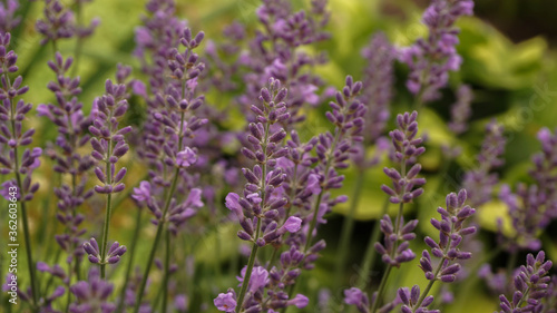 incredibly beautiful bush of tender lavender, selective focus image