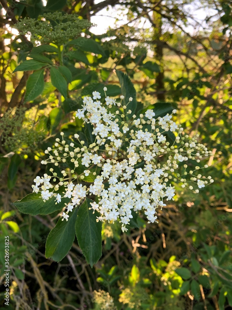 cream white elderflower with yellow and green leaves background cream white elderflower with yellow and green leaves background