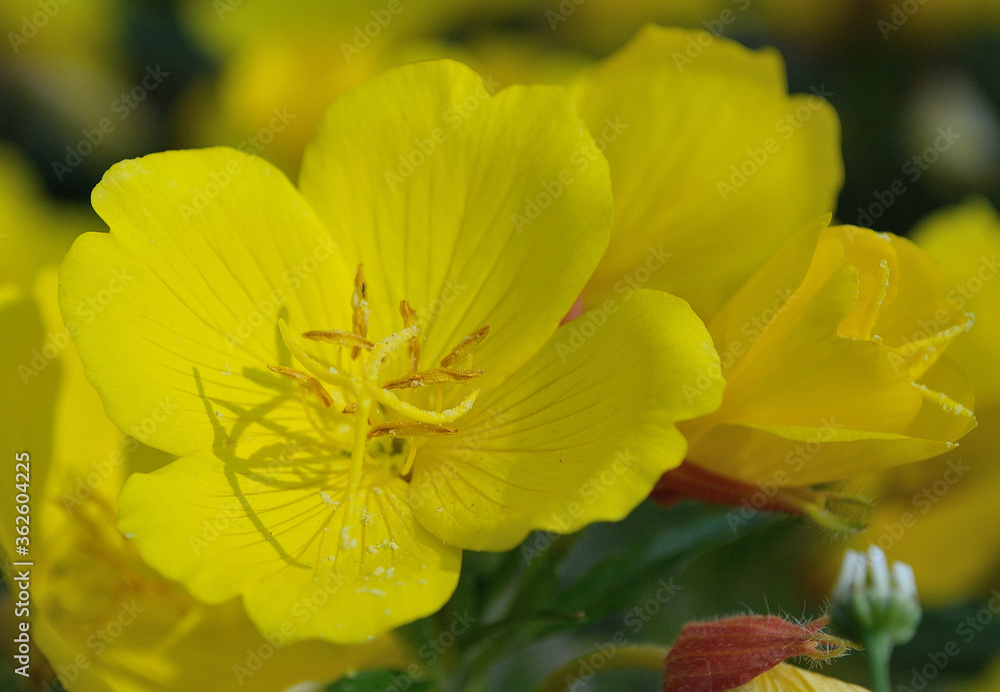 flower yellow flower yellow