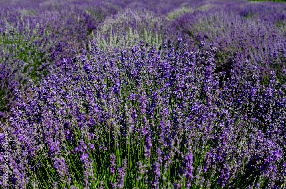 Obraz premium incredibly beautiful rows of planted lavender going into the distance