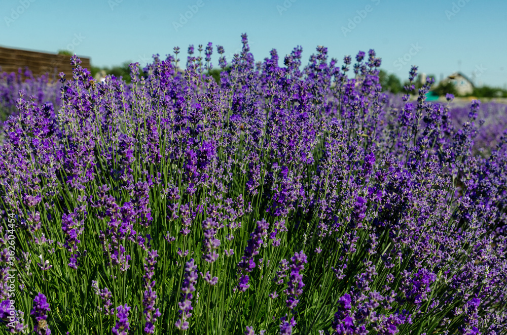 incredibly beautiful rows of planted lavender going into the distance incredibly beautiful rows of planted lavender going into the distance