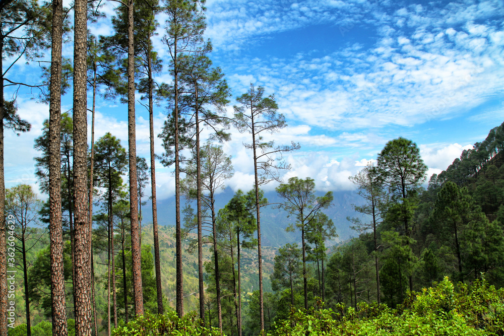 Beautiful view of pine forest at himalaya range, Almora, Ranikhet, Uttarakhand, India.