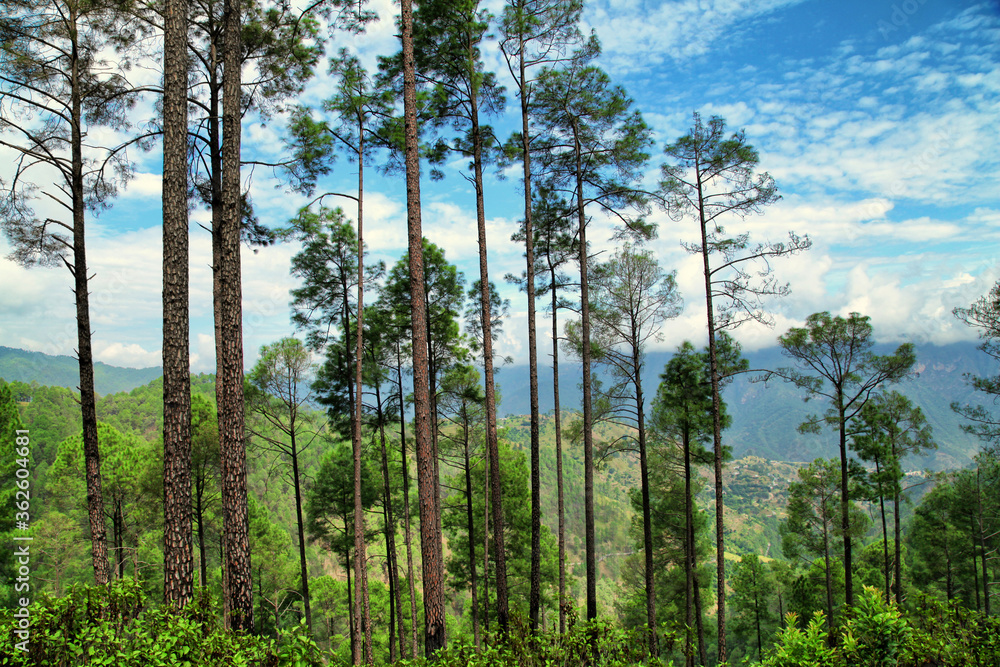 Fototapeta premium Beautiful view of pine forest at himalaya range, Almora, Ranikhet, Uttarakhand, India.