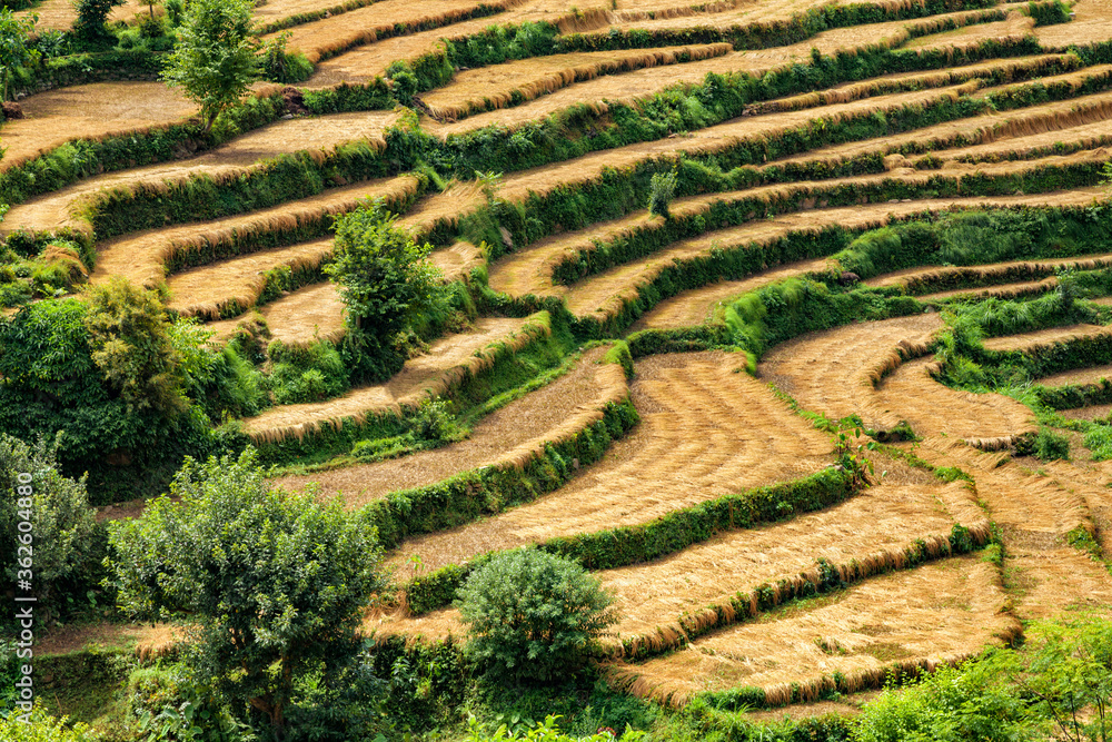 Highland agricultural fields of wheat in the Himalayas, Uttarakhand, India.
