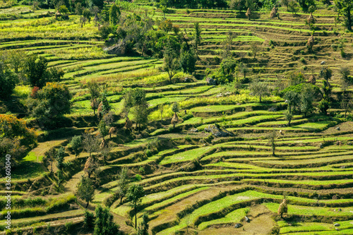 Highland agricultural fields of wheat in the Himalayas, Uttarakhand, India.