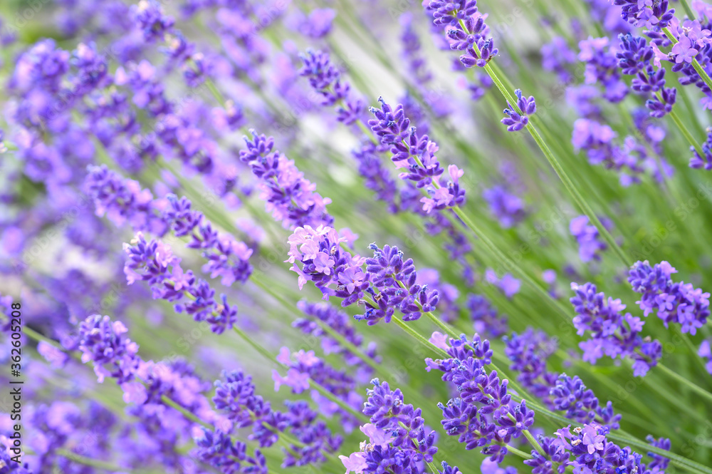 Obraz premium Blossom plant levander with beautiful flowers and green stems.