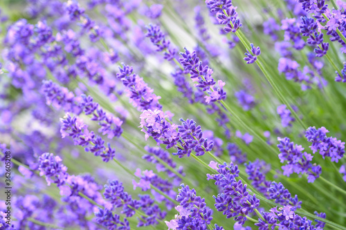 Blossom plant levander with beautiful flowers and green stems.