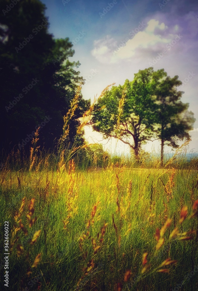 sunset in the forest