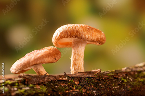Shiitake mushroom growing on tree