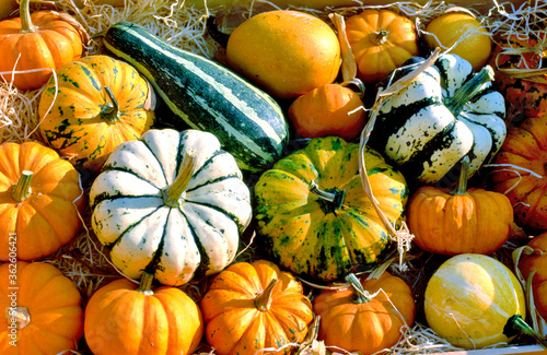 Different marrows and squashes, pumpkins, for sale photo