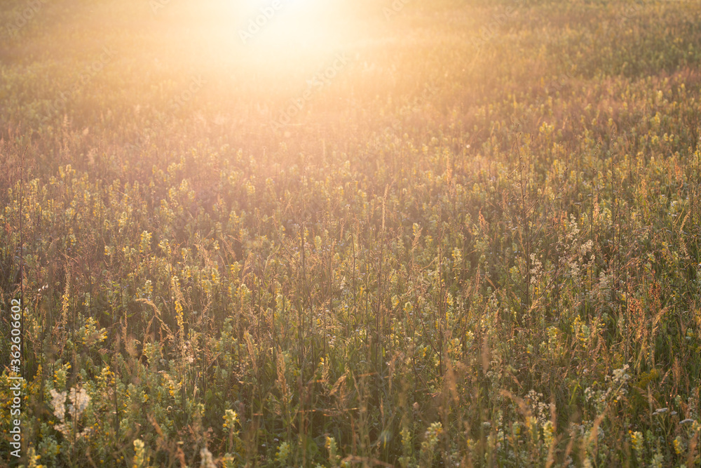 summer meadow in sunset lights
