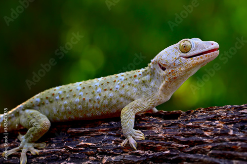 tokay gecko with tongue out on the branch of wood