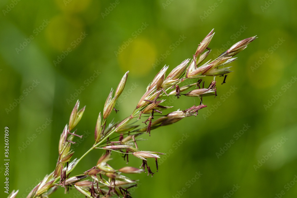 Nahaufnahme: Blühendes Gras im Sommer, Gräser in einer Wiese Nahaufnahme: Blühendes Gras im Sommer, Gräser in einer Wiese