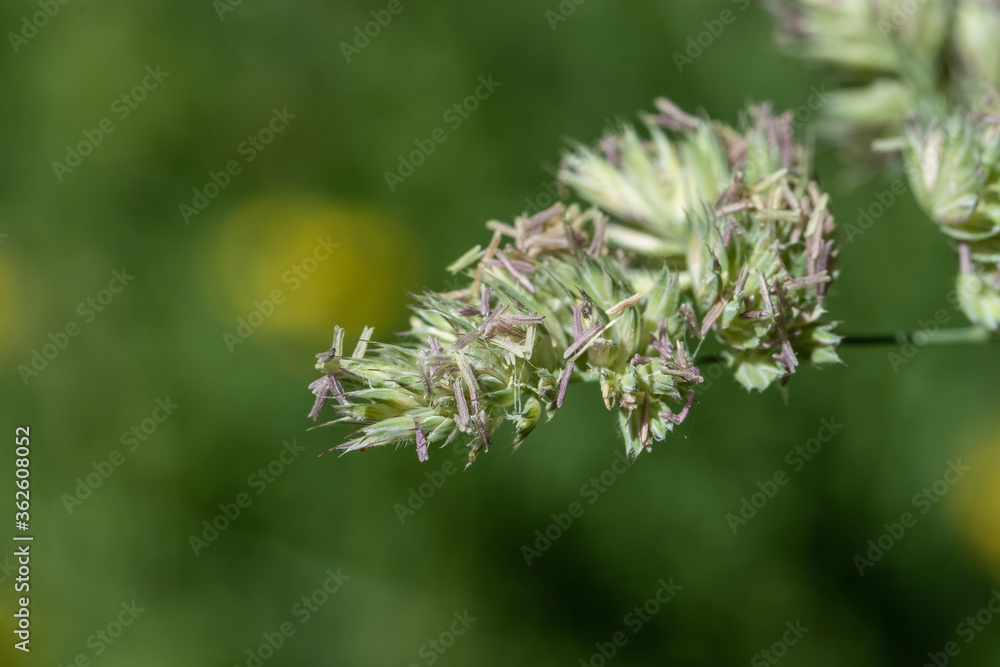 Blühendes Gras, Gräser mit Samen und Pollen (Allergie) Blühendes Gras, Gräser mit Samen und Pollen (Allergie)
