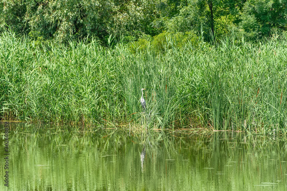 Fototapeta premium Typical landscape at swamp area of Imperial Pond (Carska bara), large natural habitat for birds and other animals from Serbia. A Great Blue Heron