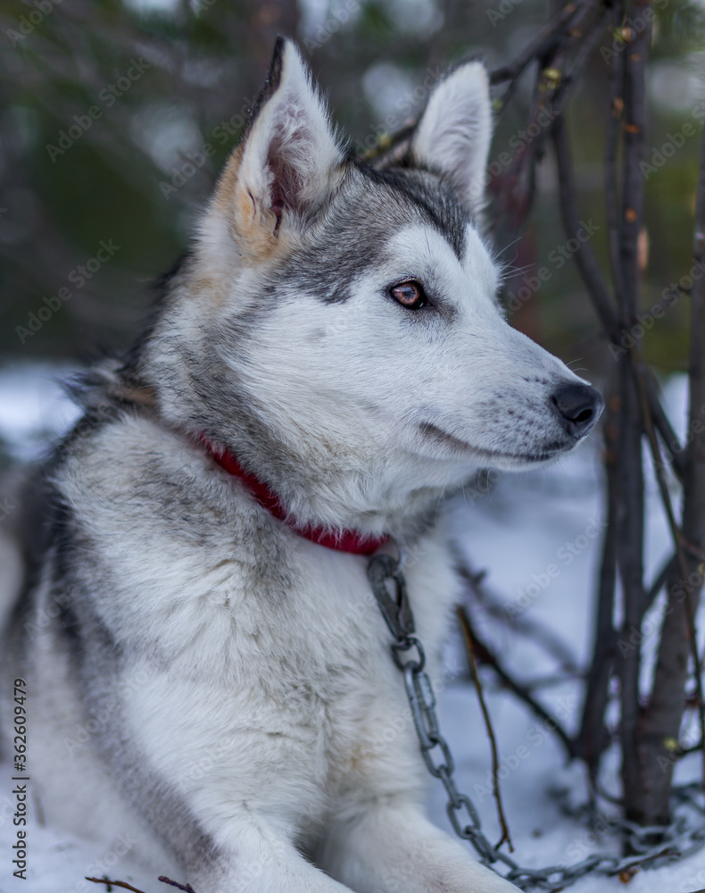young husky young husky