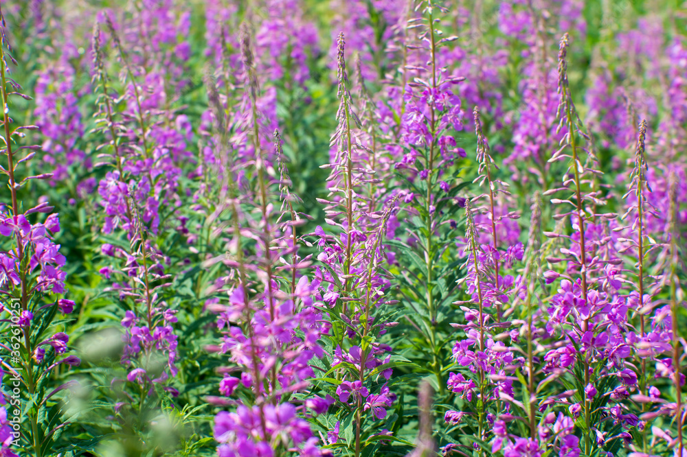 Thickets of willow tea in pink flowers on a background of bright green green leaves. Natural background. Thickets of willow tea in pink flowers on a background of bright green green leaves. Natural background.
