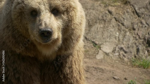 Big Bear closeup eating Meat on Cliff | Slowmotion | photo