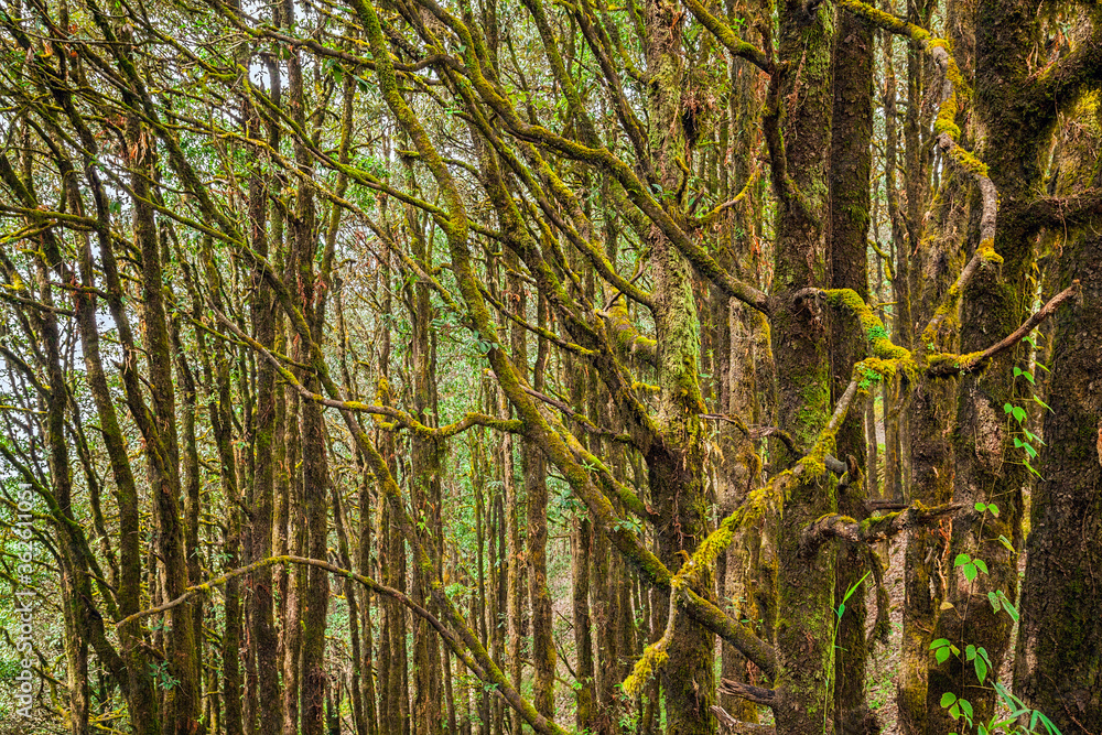 Evergreen tropical rainforest where trees covered with moss in Binsar, Uttrakhand, india Evergreen tropical rainforest where trees covered with moss in Binsar, Uttrakhand, india