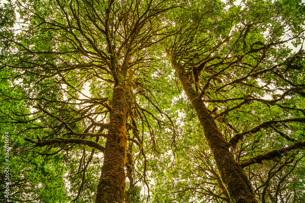 Fototapeta premium Evergreen tropical rainforest where trees covered with moss in Binsar, Uttrakhand, india