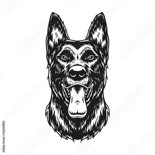 Belgian malinois dog with tongue out
