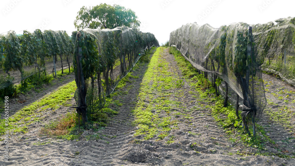 Obraz premium One way of protecting the grapes from birds like starlings is vineyard netting. Nevertheless it looks quite sad as seen in Burgenland, Austria.