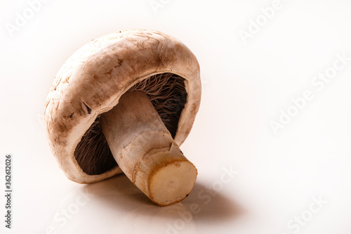 Champignon mushroom. Three beautiful mushroom isolated on white background.