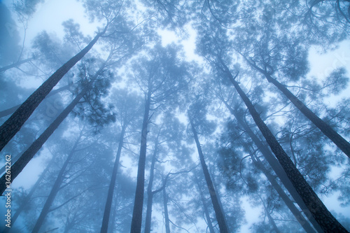 Beautiful view of Foggy pine forest at himalaya range, Almora, Ranikhet, Uttarakhand, India. photo