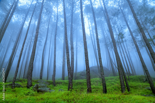 Beautiful view of Foggy pine forest at himalaya range  Almora  Ranikhet  Uttarakhand  India.