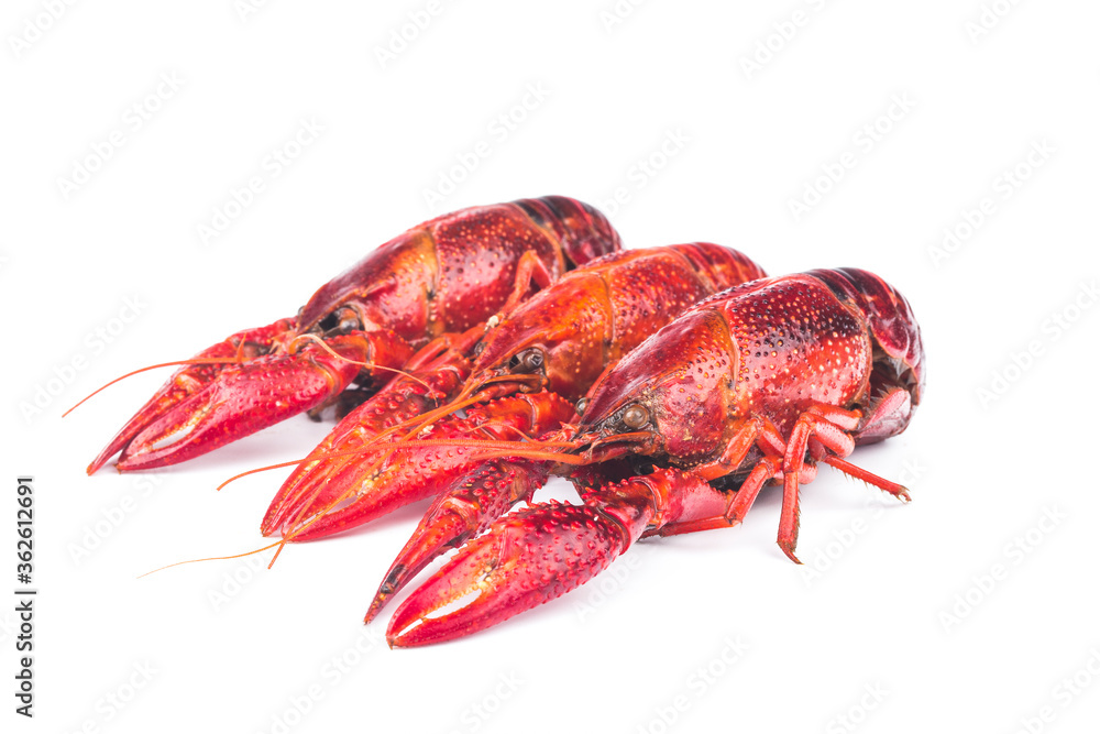Boiled red crayfish isolated on a white background Boiled red crayfish isolated on a white background