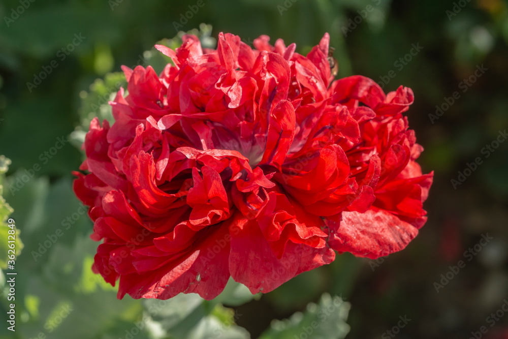 Red poppy on a sunny day. Poppy flowers summer. Red poppy on a sunny day. Poppy flowers summer.