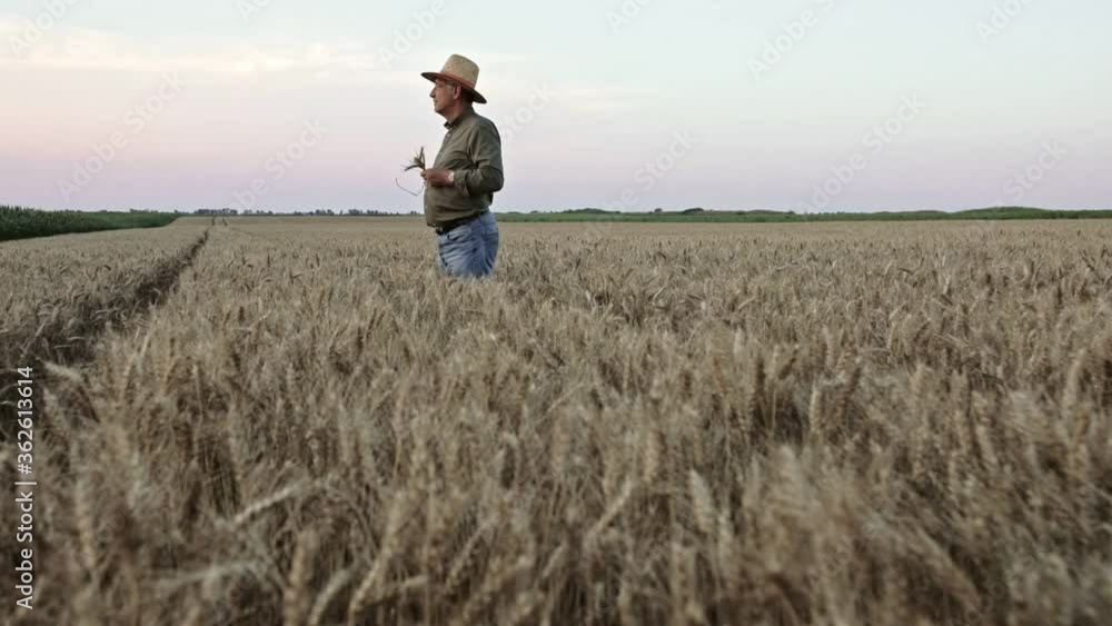 Portrait of senior farmer with hat standing in wheat field examining crop at sunset. Portrait of senior farmer with hat standing in wheat field examining crop at sunset.