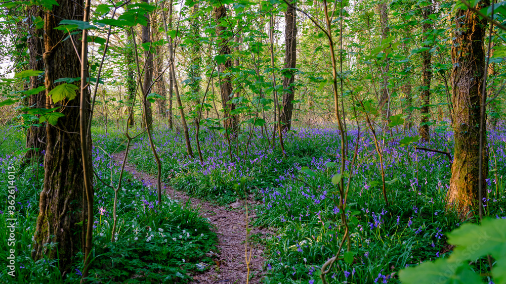 Bluebells in a Hampshire wood