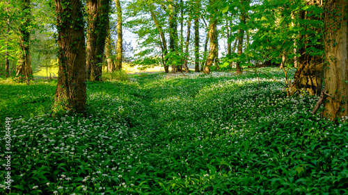 Petersfield, UK - April 21, 2020: Wild garlic in the woods along an ancient cart track route near Bordean in the Ashdown Hangers of the South Downs National Park, Hampshire, UK