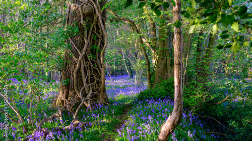 Obraz na plátně Evening sunlight on bluebells in the woods near Hambledon, Hampshire, UK