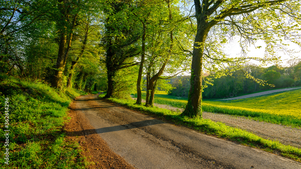 Obraz premium The rolling hills of West Sussex and the South Downs near the Mardens, UK