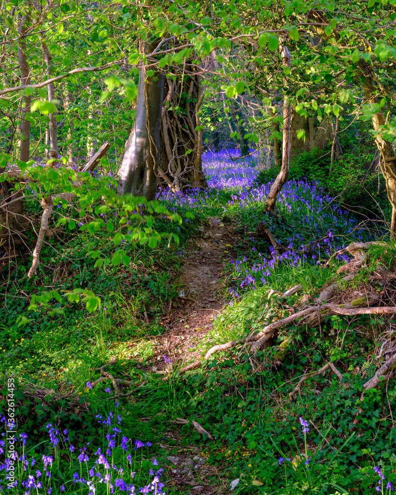 Fototapeta premium Evening sunlight on bluebells in the woods near Hambledon, Hampshire, UK