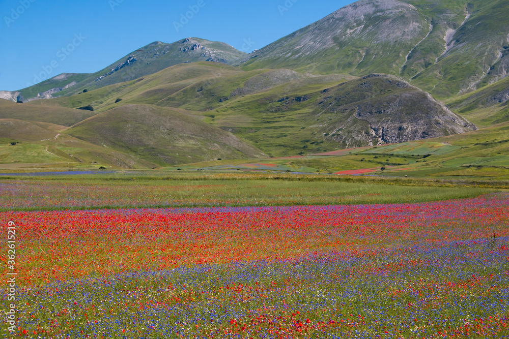 Early morning mist covers partially a colorful flowers blooming that creates a beautiful green, red and yellow patterns. Piano Grande Castelluccio di Norcia, Italy