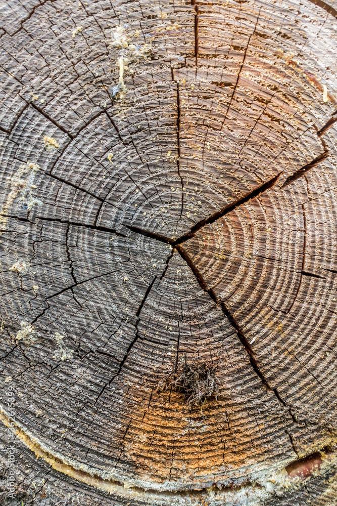 Naklejka premium Baumharz an Baumscheibe