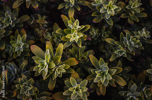 A beautiful collection of Crassulaceae plant