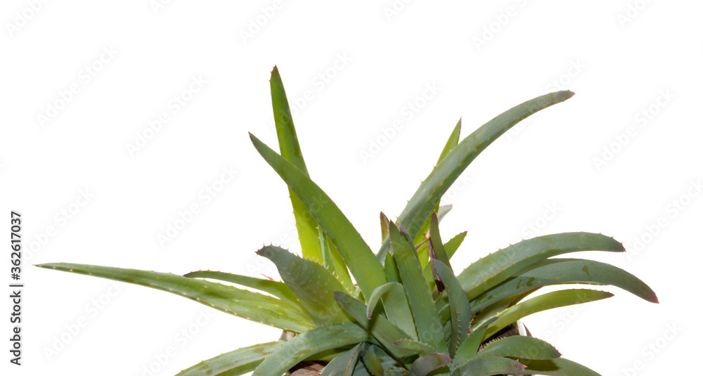 Fototapeta premium aloe flower isolated on white background