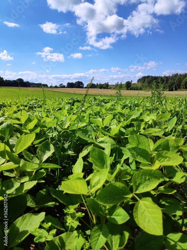 Soybean plantation in Europe © Tupungato