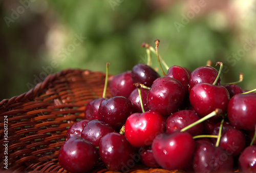 
cherries , fresh, colorful, crunchy, delicious