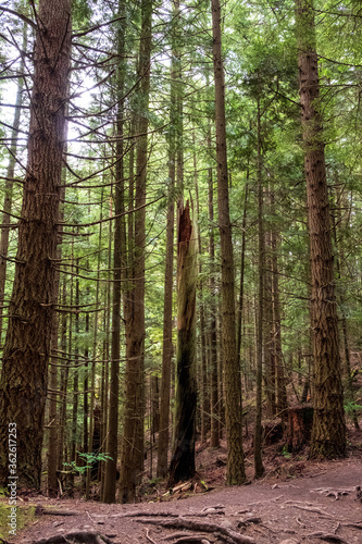 Evergreen trees reach high in to the sky on a hiking trail © Harrison