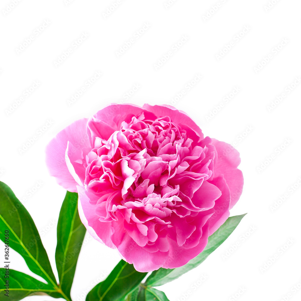 Pink peony flower (Paeonia lactiflora) isolated on a white background. Pink peony flower (Paeonia lactiflora) isolated on a white background.