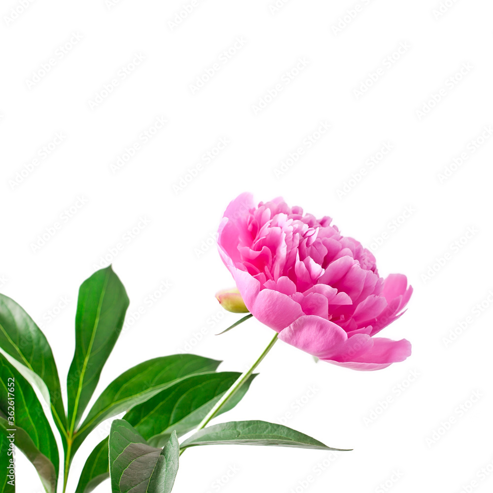 Fototapeta premium Pink peony flower (Paeonia lactiflora) isolated on a white background.