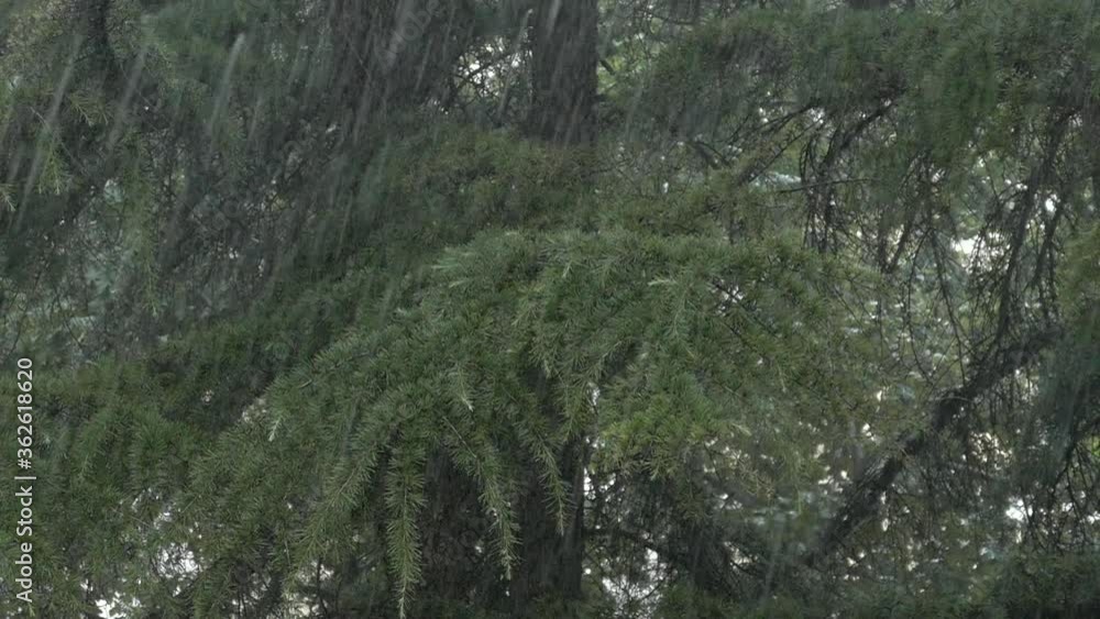 Rain and wind in the branches of trees. Slow motion 100fps Rain and wind in the branches of trees. Slow motion 100fps