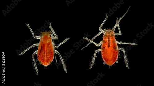 Aphid under a microscope, an insect living on leaves of trees and shrubs, feeds on plant sap, many are dangerous pests of cultivated plants photo