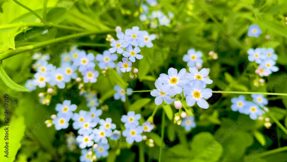 Beautiful blue wildflowers sway in the wind. 4K close-up shots Beautiful blue wildflowers sway in the wind. 4K close-up shots